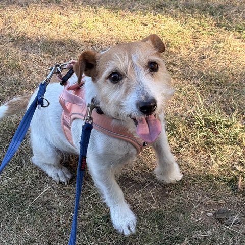 a small jack russell terrier ish mutt sits on some dry grass, panting. she’s wearing a pale pink harness with a blue leash.