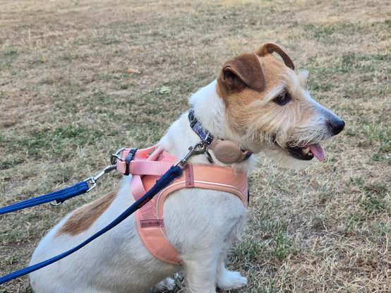 the same dog in profile
