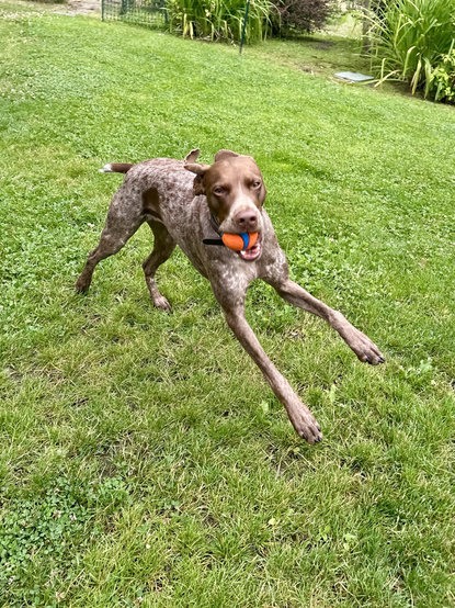 A French pointer runs across the yard with a ball in her mouth.