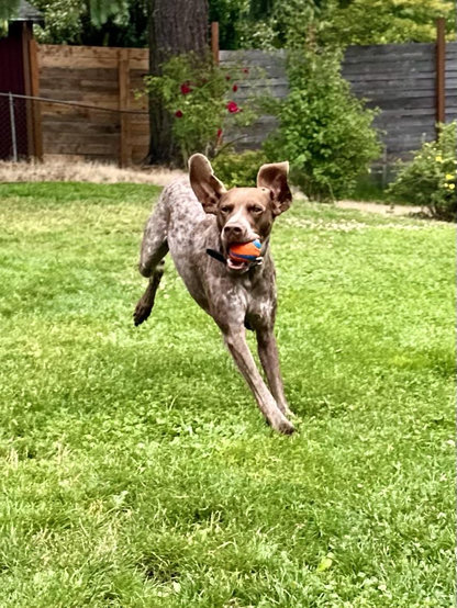 She leaps as she runs, ears flying in the air.