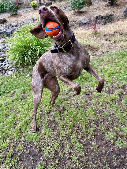 She leaps up and prances on her hind legs while tossing the ball around.