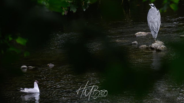 The gull is doing intimidation - sitting there watching the heron from a few feet away. This was after he had been chased into the trees.