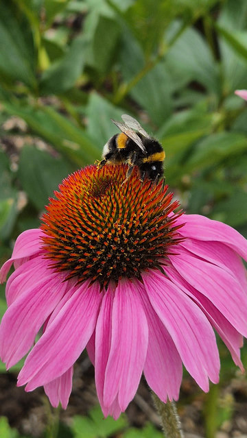 Purpurhut-Blüte mit einer Hummel