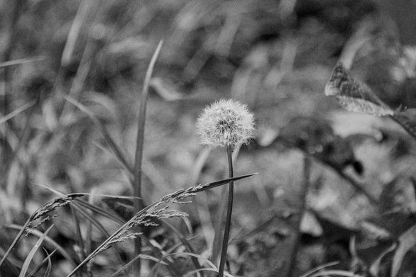 Nikon F100 | Ilford HP5 400 | Shot at 800 | Developed in HC110B | 5:05 @ 22.8 C

A dandelion with all its seeds intact