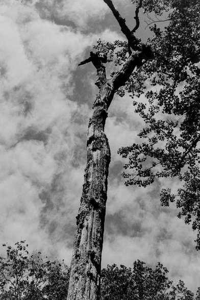 Nikon F100 | Ilford HP5 400 | Shot at 800 | Developed in HC110B | 5:05 @ 22.8 C

Looking up a weathered tree trunk at a cloudy sky