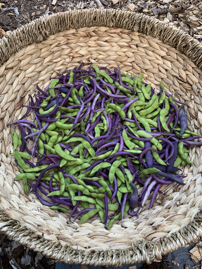 A large basket full of purple Celine beans, edamame and Romano purpiat. 