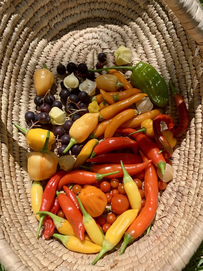 A basket of peppers and some fruit. Peppers are ají chinchi amarillo, ají cacho de cabra, ají dulce orange, ají habanero, ají verde, Grenada seasoning, peppapeach stripey, thunder mountain longhorn

Fruit is black aronia berries, physalis grisea, wild tomatoes 