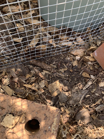 A hole dug by a rat to get at my peppers. They dig under the mulch under the fencing. A pot is visible behind the fencing. 