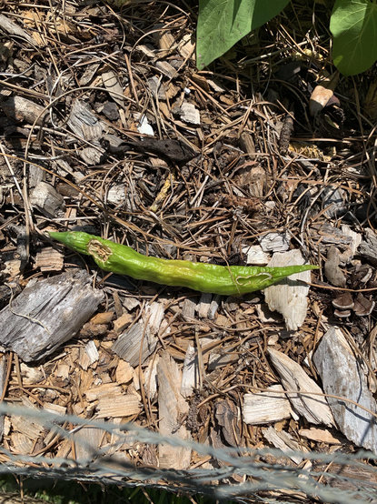 A long large ají Guyana pepper that has two munched on marks by rats before it was discarded sitting on mulch. 