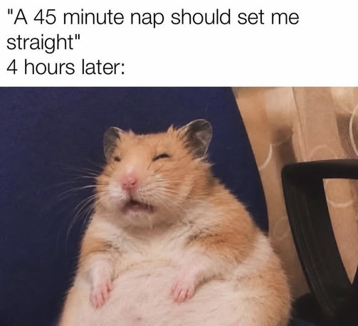 A meme with text reading: "'A 45 minute nap should set me straight' 4 hours later:". Below the text, a fluffy brown and white hamster sits upright in a blue chair, looking extremely dazed and squinting.