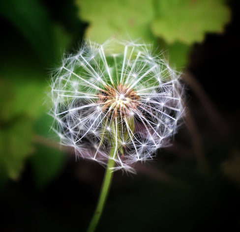 A highly detailed close-up of a dandelion clock, its spherical seed head sharply in focus. Countless fine, white, feathery seeds radiate symmetrically from a central brown core, catching the light to create a soft, luminous effect. Each seed features a delicate, parachute-like structure. The slender green stem extends downward, while the background of blurred green foliage creates a shallow depth of field, emphasising the intricate texture and ethereal quality of the seed head.