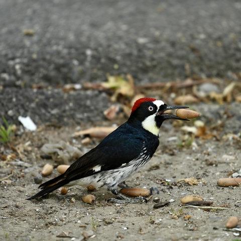 An Acorn woodpecker holding an acorn in its beak, surrounded by more acorns on the ground
