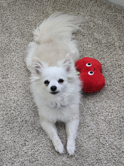 A white and tan chi laying on cream carpet with a red toy near her staring at me.
No, she doesn't want to play, she wants a treat. The toy is a lure. As soon as I move, she will run to the cabinet where her treats are.