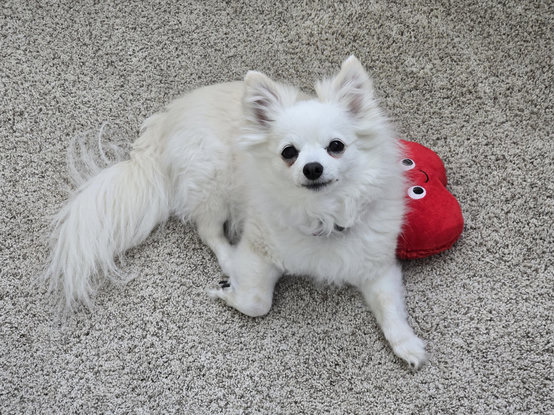 A white and tan chi laying on cream carpet with a red toy near her staring at me. She has shifted position but her eyes remain locked on me. She huffs periodically. 
No, she doesn't want to play, she wants a treat. The toy is a lure. As soon as I move, she will run to the cabinet where her treats are.
Sigh I am moving now.
Image not taken: she's squeezing hers eyes closed to produce tears. Drama queen diva.