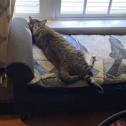 My two-year-old tabby cat Socks is napping in the usual spot – on top of my fleece Beatles Abbey Road blanket, on the lounging bench by our dining room window, facing our deck & backyard. She's sprawling diagonally with her head resting on the windowsill, her body on the bench, and one foot dangling off the edge.