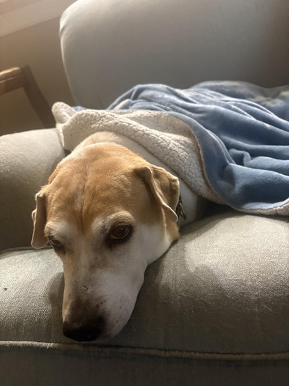 White and brown beagle mix lying on a sofa with a blanket draped over her. This is not a happy puppy.