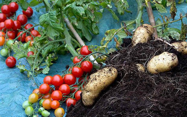 Credit: Garden Culture Magazine