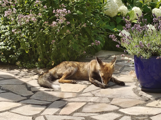A young fox lying on the terrace. Some green plants in the background