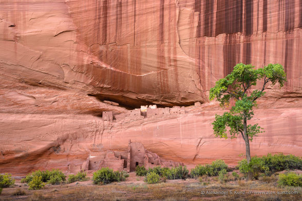 Photo showing a red sandstone canyon wall with ruins of an ancient civilization at its base and on a recessed ledge. In the foreground are low-growing green shrubs and a tall cottonwood tree. The location is  Canyon de Chelly National Monument and these ruins are known as the White House because of the white plaster that can still be seen on a structure on the ledge.