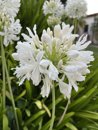 white agapanthus in bloom looking like an exploding firework