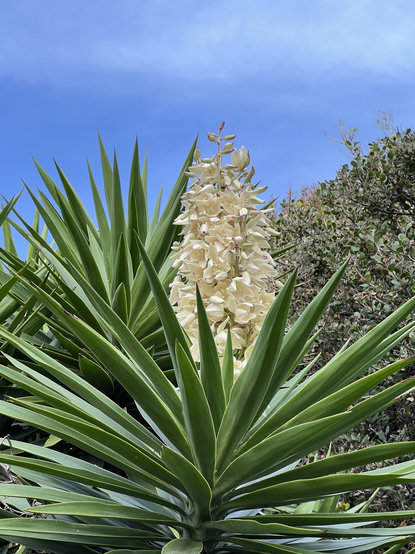white yucca bloom that looks like a torch, against blue sky