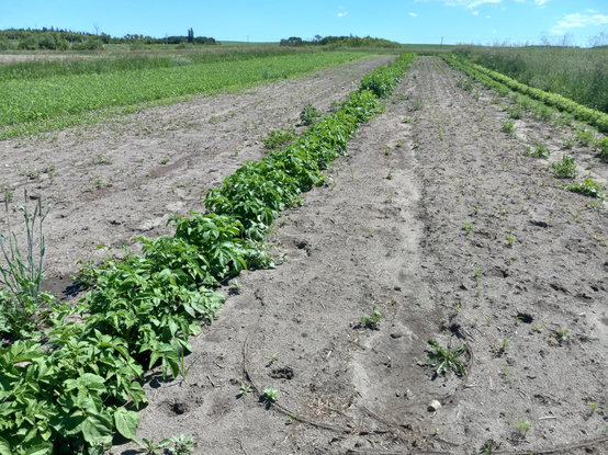 A long row of potato plants in a very flat garden bed, with a few other rows of veggies but mostly fallow soil nearby. The greens on the plants are very high above the soil, oops. The sky above the flat horizon is bright blue.
