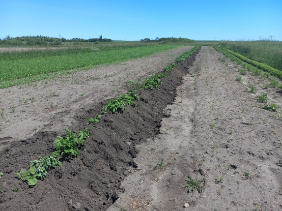 Exact same view as the previous photo, a little later in the day, after I've hoed a bunch of soil up over most of the leaves, so the plants will grow more potatoes higher up where it's easier to harvest them.