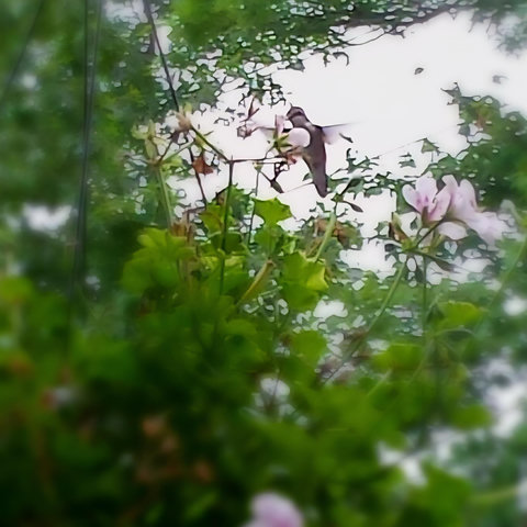 A hummingbird at some light pink flowers framed by greenery and a hazy sky. The scene is rather dreamy in that everything is slightly out of focus but in a beautiful way.
One of my fav pics.💜