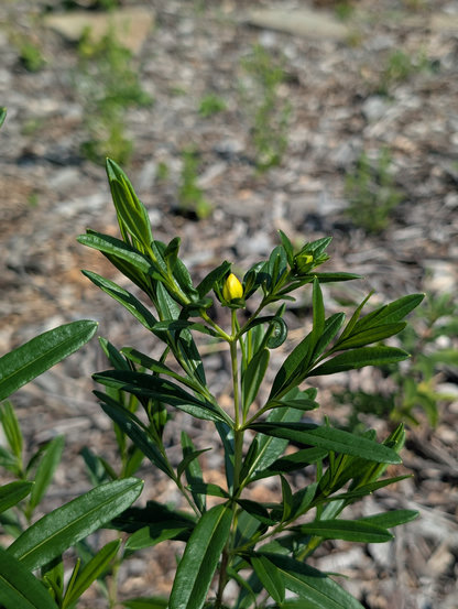 A plans with long, narrow, glossy leaves that light put you slightly in mind of rosemary. It has a couple shiny yellow buds on it.