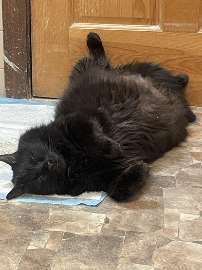 A fat black long-haired cat lays sprawled on his back with belly on full display.