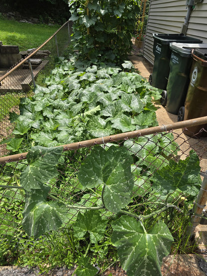A squash plant covering our entire side yard and climbing the fence.
