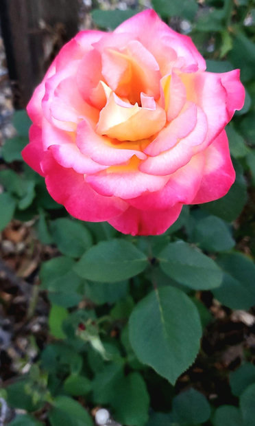 Double Delight Hybrid tea rose.
Photo taken #4thOfJuly in Calistoga California.