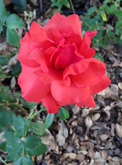 Old rose. In Calistoga California July 4th, 2026
