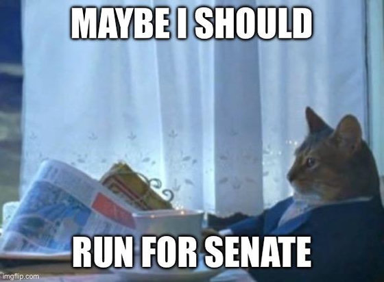 A cat contemplating a run for senate. 