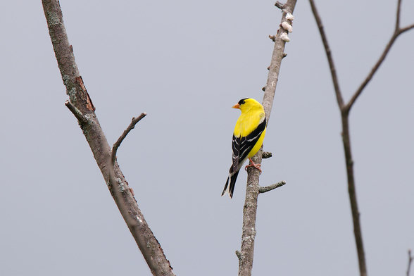 bright yellow male goldfinch on a dead branch.