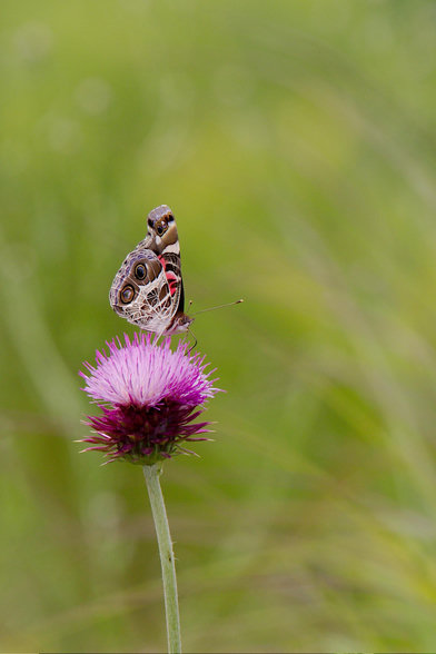 Moth on a thistle flower.