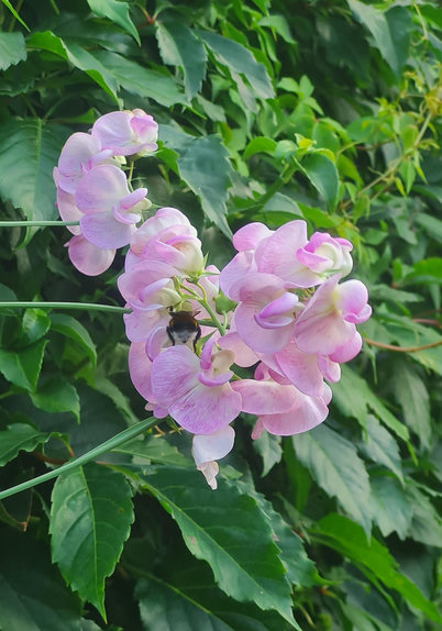A lush plant full of light pink orchid type bloosoms. Right in the center is a bee climbing inside one of the blossoms only you can just see the fuzzy bottom half.