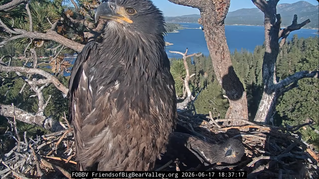 Juvenile Bald Eagles, Luna and Sandy prepare to leave their nest soon for the first time.