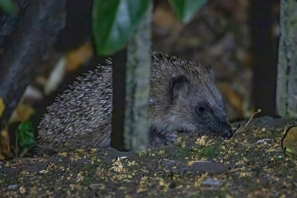 Ein Igel an einem Metallzaun