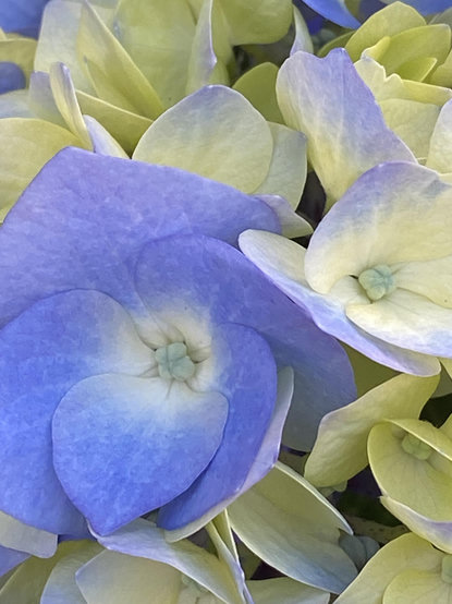 Close-in image of a hydrangea flower. There are a number of mini-flowers that make up the larger flower head. The little 5 petal florettes begin as a greenish yellow color with four tiny yellow balls in the center. As they open and grow, they turn from yellow to light lavender to darker blueish lavender at maturity. The little floret closest to us is nearly its mature color. The rest are in various stages from totally yellow to lightly tinged with lavender.