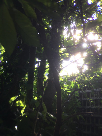 Sunlight shining through the leaves of a cherry tree, creating lots of bloom glowing effects amidst deep silhouetted branches and backlit green leaves