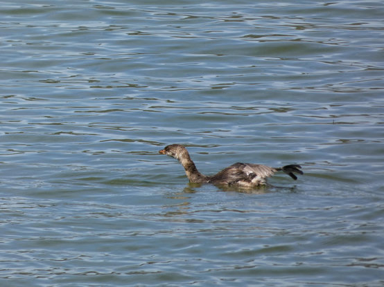 Photo of a small, scruffy brown water bird who still has some of eir juvenile face spots. E is floating in left-facing profile on a lightly choppy blue lake looking leaner and longer than their usual even-baby-as-an-adult appearance: eir head is reaching forward as e stretches out eir right wing and leg, a round, floppy, three-toed foot like a miniature of Sesame Street's Big Bird's splaying an hilarious silhouette behind em.