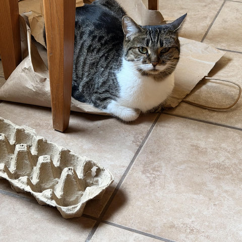 Brown & white Tabby loafing on a paper bag on the kitchen floor