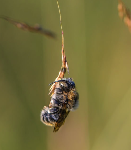 A solitary bee sleeps by holding on to a blade of grass with his mandibles.