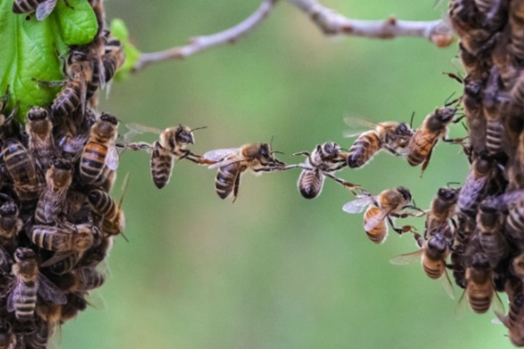 honeybees form a chain with their bodies as they build a comb.