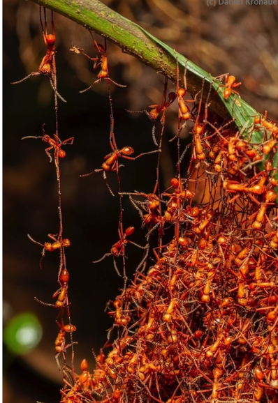Army ants form a chain with their bodies as they nest at night.