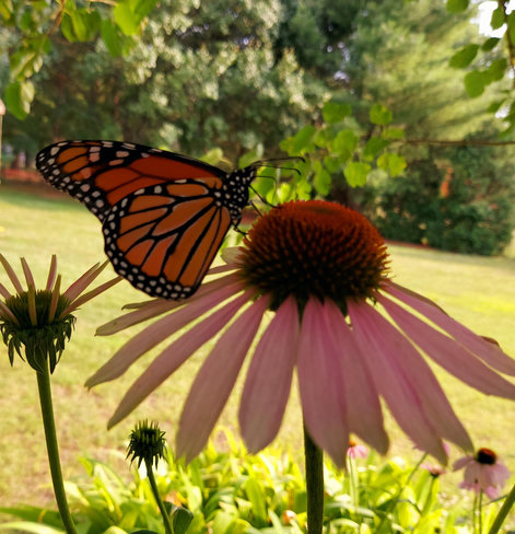 Sideview of a monarch butterfly on a purple coneflower. 