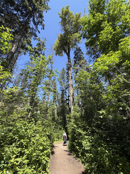 Up ahead is my father on his scooter beside the last of his three favourite trees. It's a towering aspen with a trunk a couple feet across. Once it had two neighbours of similar size but they have since fallen.