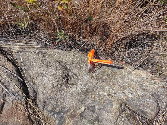 A loop bolted into a hunk of granite poking up from the ground, autumn-brown grasses behind. It has safety orange tape tied onto it to make it easier to find.