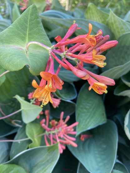 Fiery orange honeysuckle with its long, flared, trumpet-like blooms and long stamens. It's in front of a hosta, whose large spade-shaped leaves are forming the background.